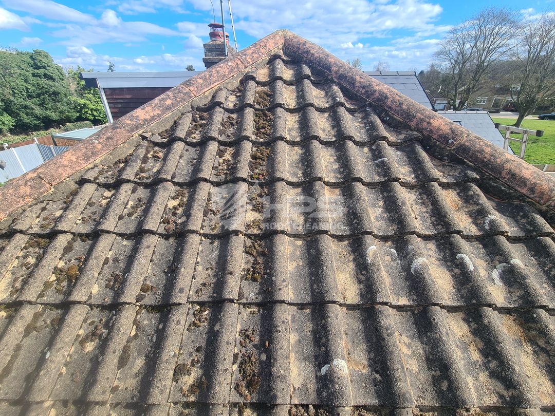 Moss removal on roof Essex